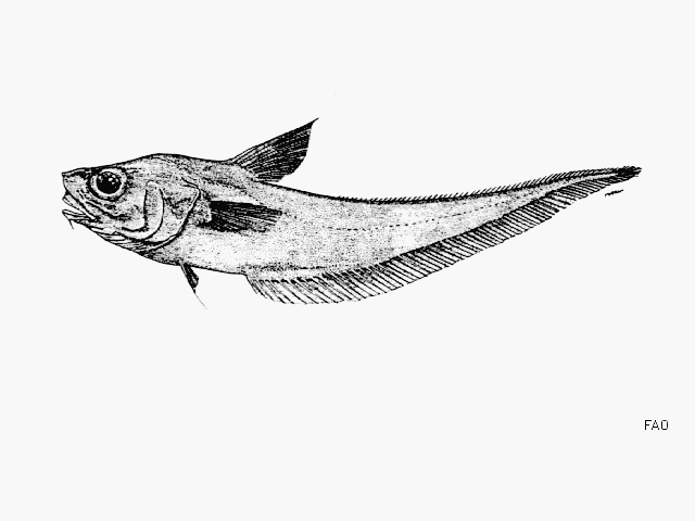 (Coryphaenoides Gunnerus, 1765) Род Корифеноидесы, Корифеноиды